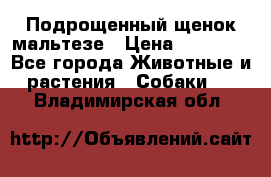 Подрощенный щенок мальтезе › Цена ­ 15 000 - Все города Животные и растения » Собаки   . Владимирская обл.